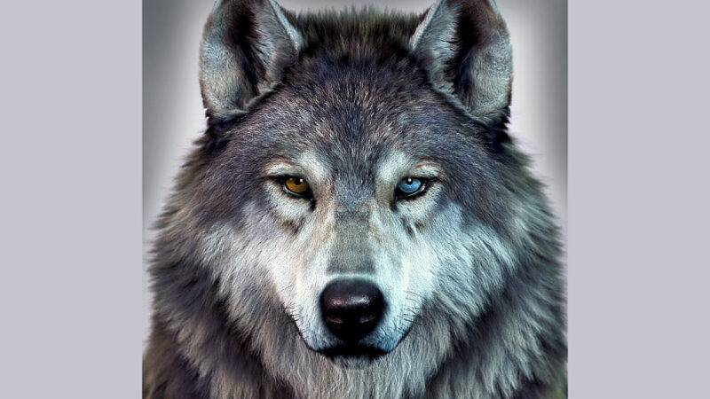 Wolfenoot - November 23