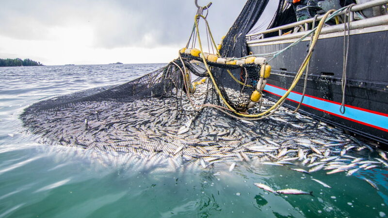 World Fisheries Day - November 21