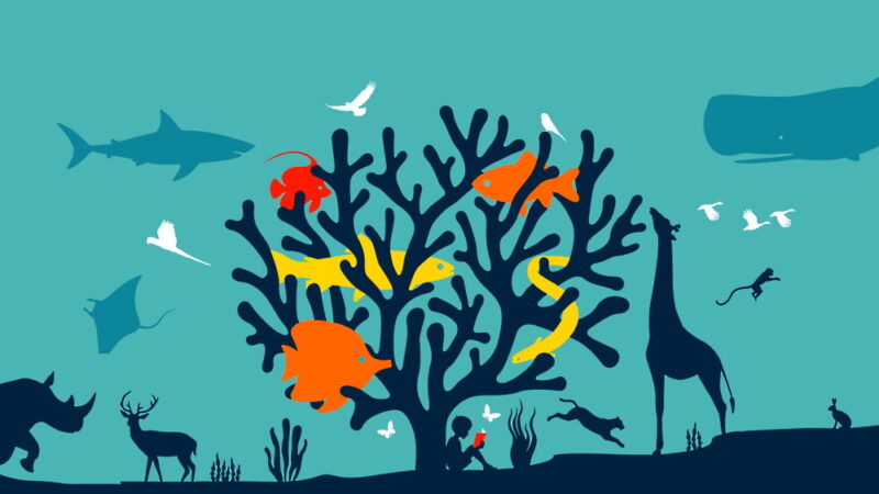 World Wildlife Conservation Day - December 4