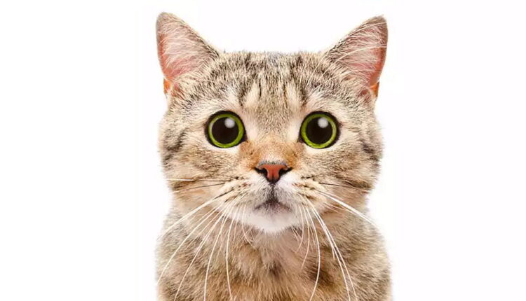 Answer Your Cat’s Questions Day - January 22
