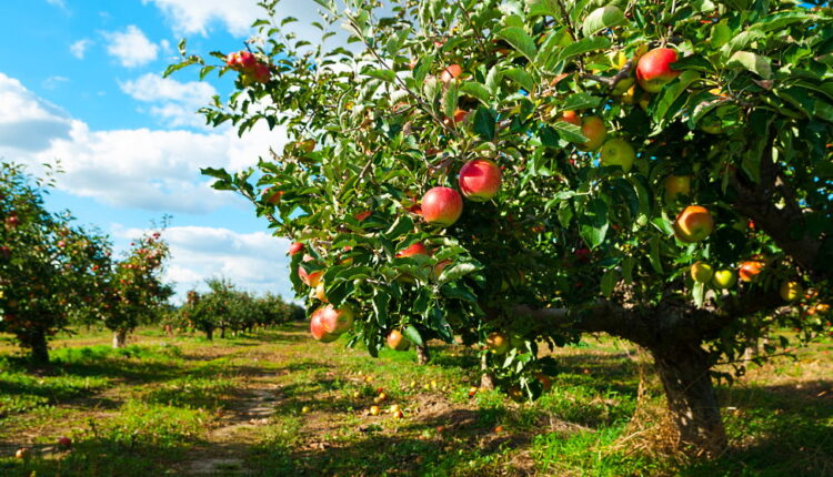 Apple Tree Day - January 6