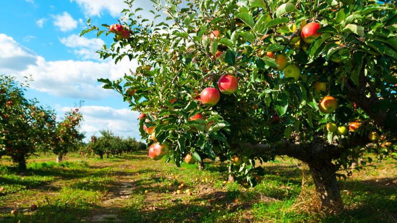 Apple Tree Day - January 6