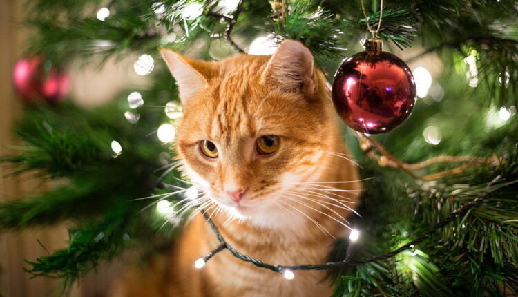 Happy Mew Year for Cats Day - January 2