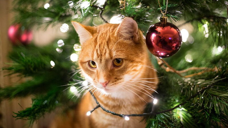 Happy Mew Year for Cats Day - January 2