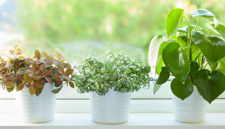Houseplant Appreciation Day - January 10