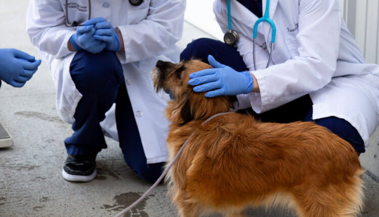 International Day of Veterinary Medicine - December 9