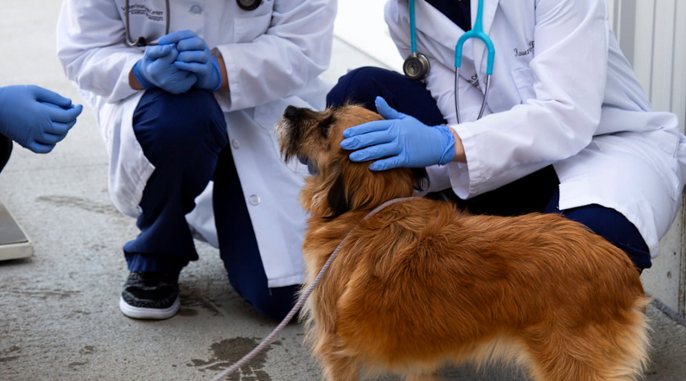 International Day of Veterinary Medicine - December 9