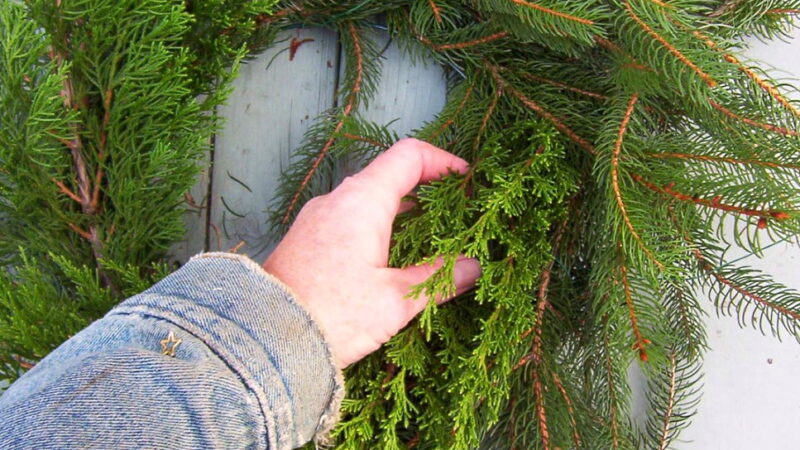 Look for an Evergreen Day - December 19
