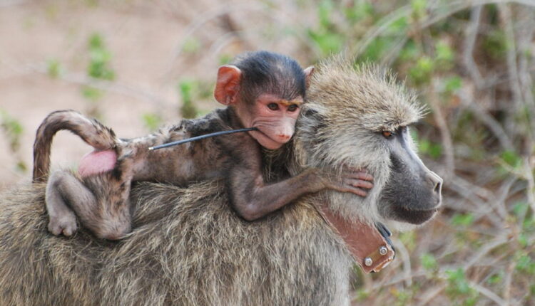 Monkey Day - December 14