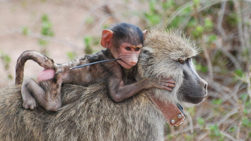 Monkey Day - December 14