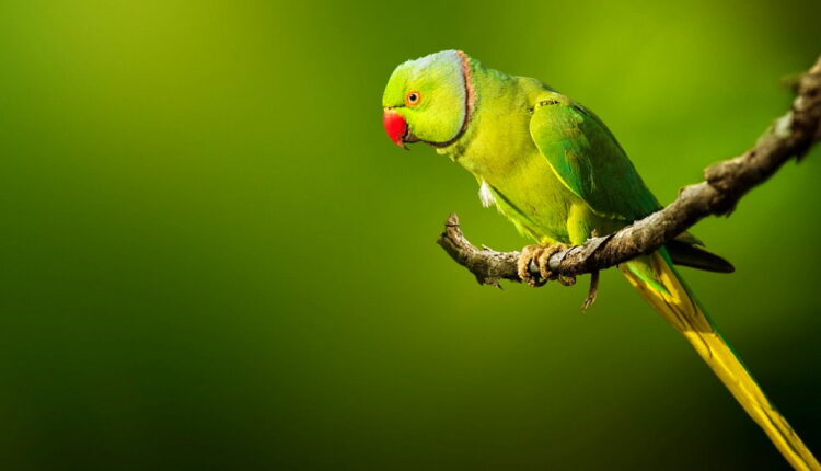 National Bird Day - January 5