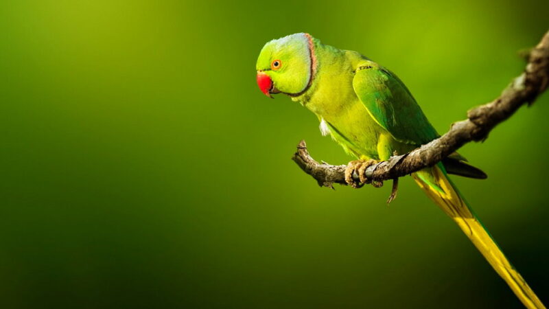 National Bird Day - January 5