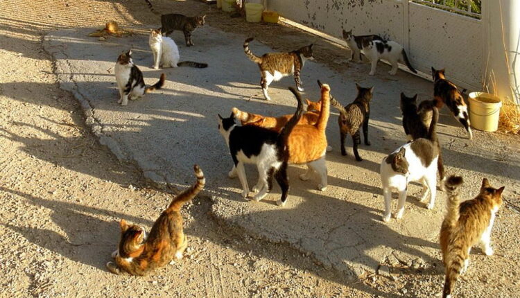National Cat Herders Day - December 15