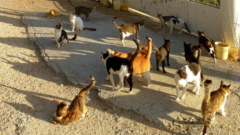 National Cat Herders Day - December 15