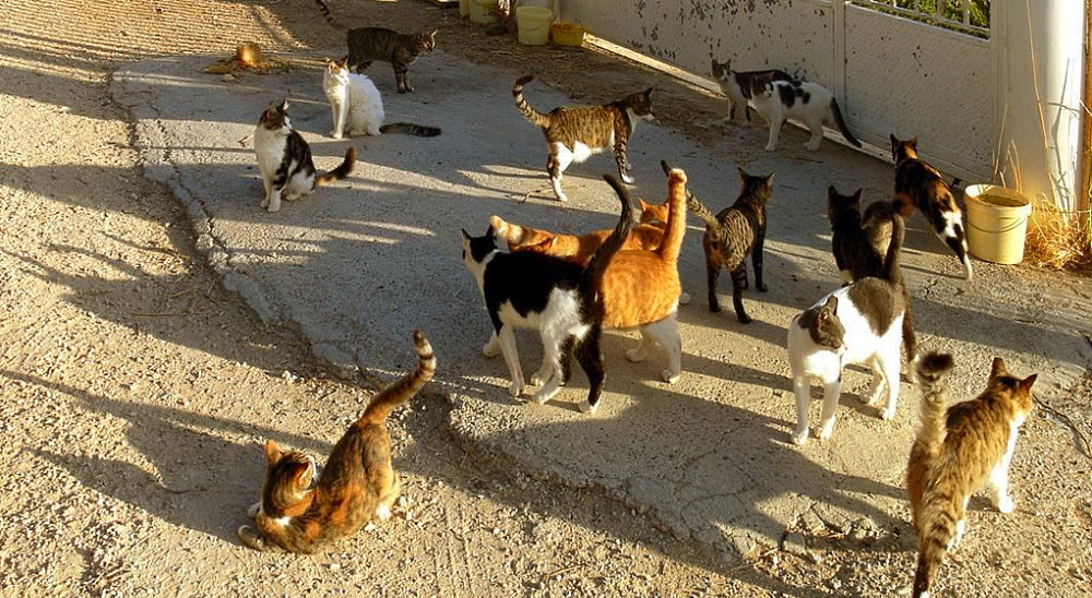 National Cat Herders Day - December 15