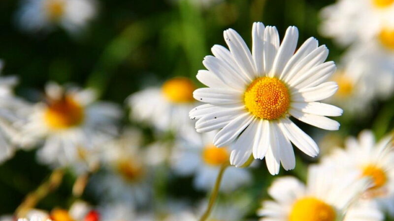 National Daisy Day - January 28