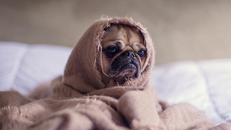 National Dress Up Your Pet Day - January 14