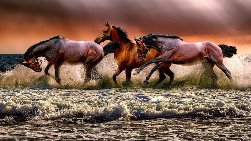National Horse Day - December 13