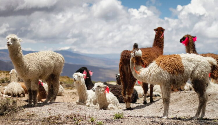 National Llama Day - December 9