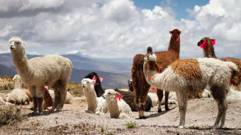 National Llama Day - December 9