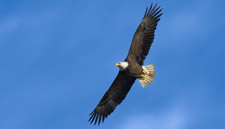 National Save The Eagles Day - January 10