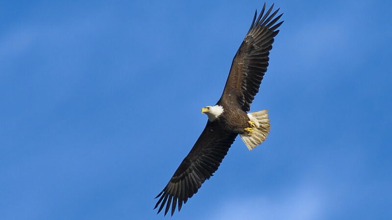 National Save The Eagles Day - January 10