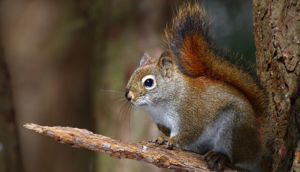 National Squirrel Appreciation Day - January 21