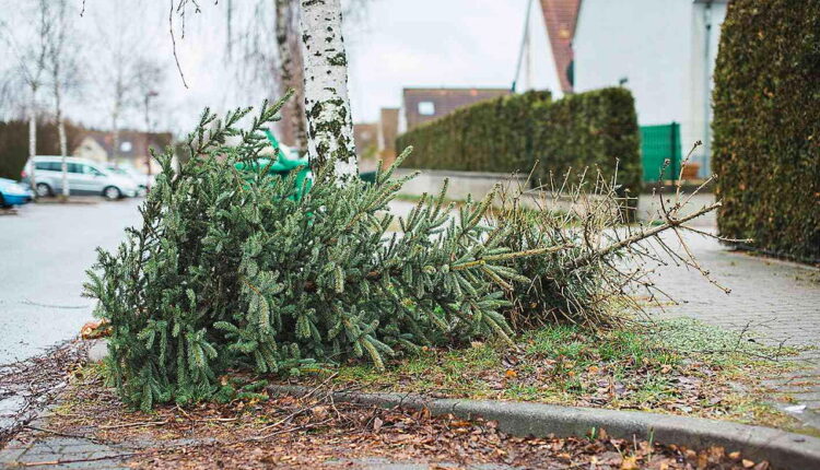 National Take Down the Christmas Tree Day - January 6