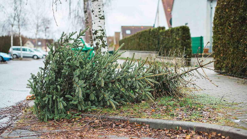 National Take Down the Christmas Tree Day - January 6