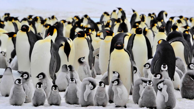Penguin Awareness Day - January 20