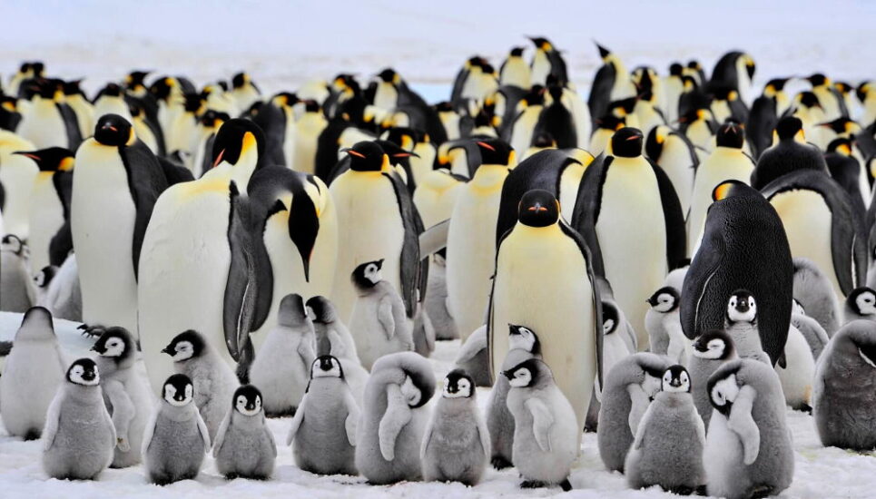 Penguin Awareness Day January 20, 2025