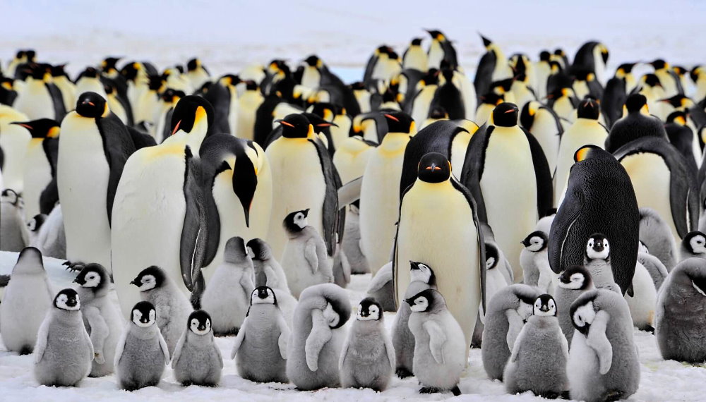 Penguin Awareness Day - January 20