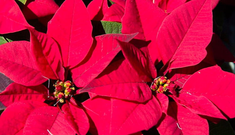Poinsettia Day - December 12