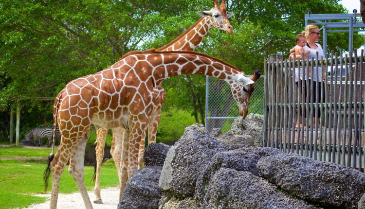 Visit the Zoo Day - December 27
