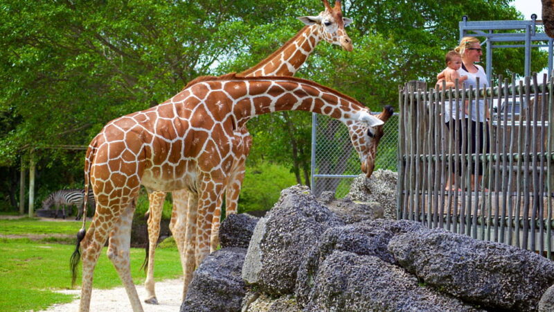 Visit the Zoo Day - December 27