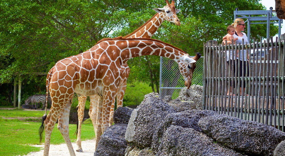 Visit the Zoo Day - December 27