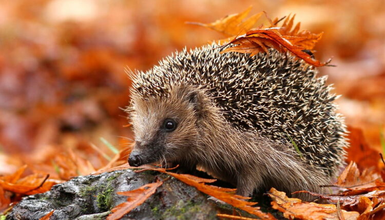 Hedgehog Day - February 2