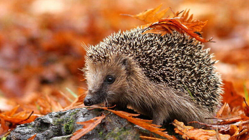 Hedgehog Day - February 2