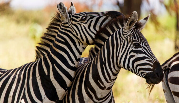 International Zebra Day - January 31