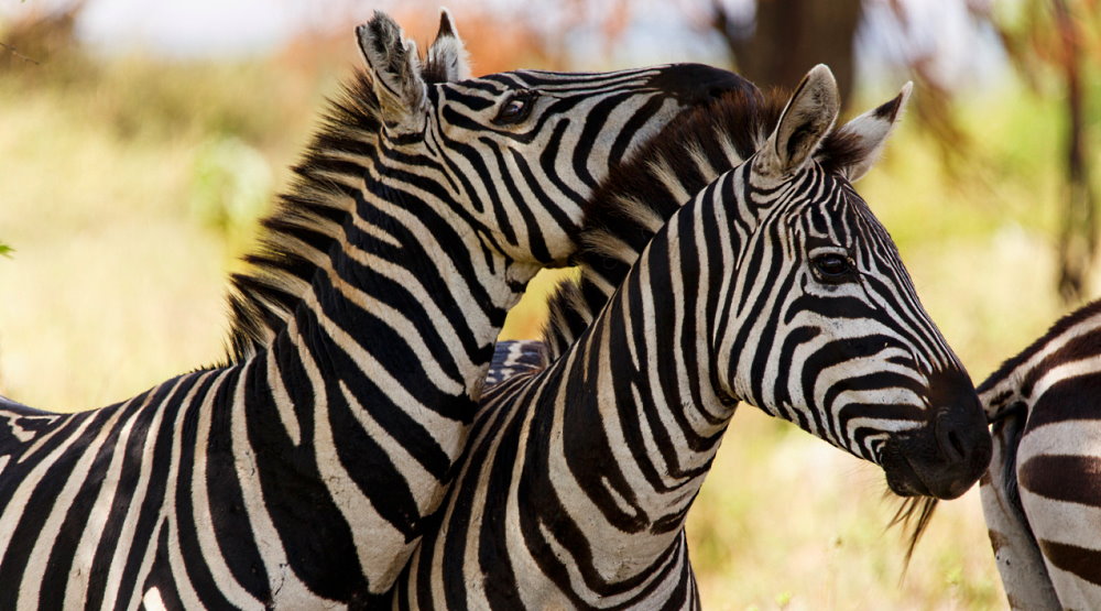 International Zebra Day - January 31