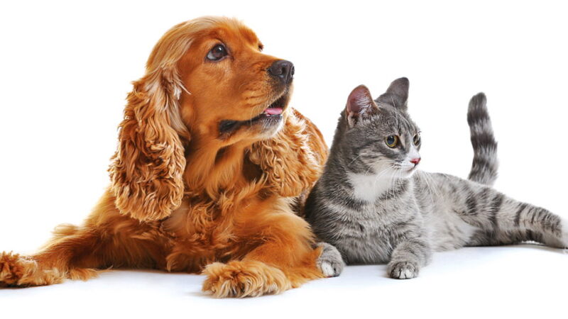 Love Your Pet Day - February 20
