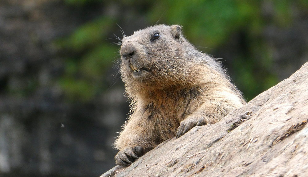 Marmot Day - February 2