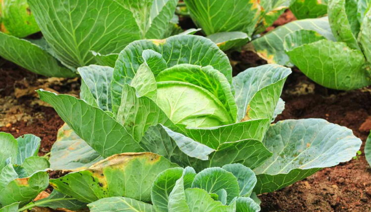 National Cabbage Day - February 17