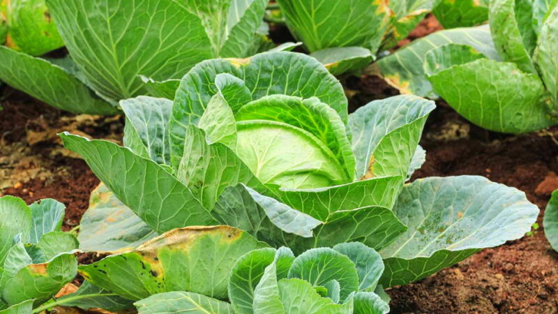 National Cabbage Day - February 17