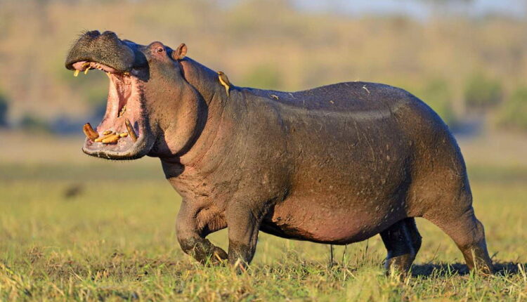 National Hippo Day - February 15