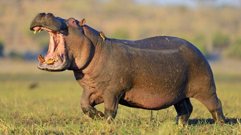 National Hippo Day - February 15