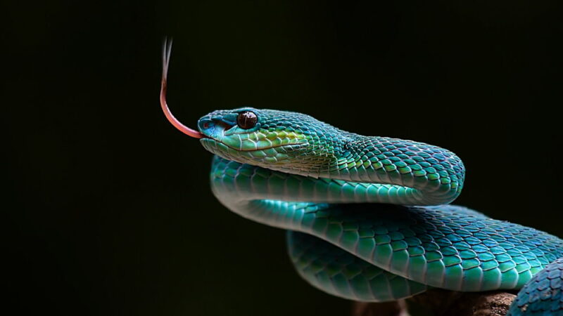 National Serpent Day - February 1