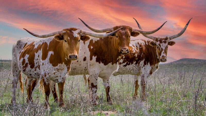 National Texas Day - February 1
