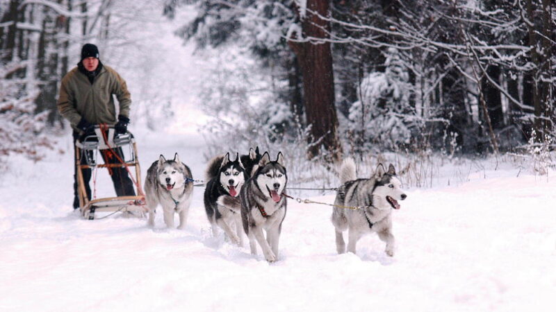 Sled Dog Day - February 2