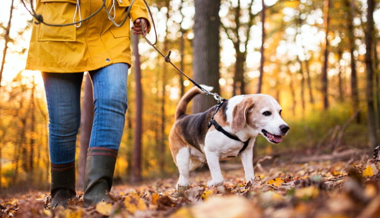 Walking the Dog Day - February 22